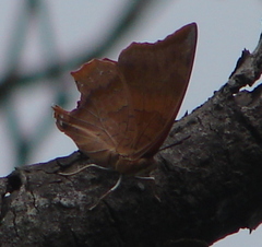 Charaxes psaphon
