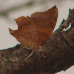 Charaxes psaphon