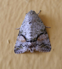 Blenina quinaria