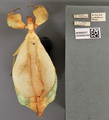 Cryptophyllium yapicum