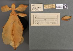 Cryptophyllium yapicum