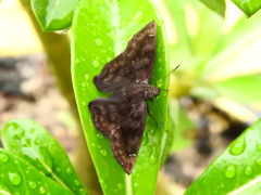 Pellicia