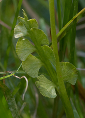 Botrychium crenulatum