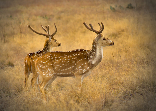 Ranthambore Check List · iNaturalist