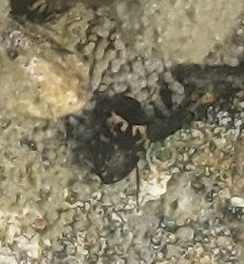 Leconectes striatellus