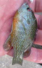 Lepomis aquilensis