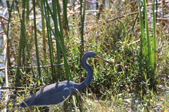 Egretta tricolor image