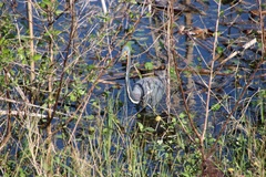 Egretta tricolor image