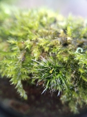 Grimmia pulvinata