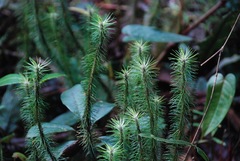 Phlegmariurus hippurideus