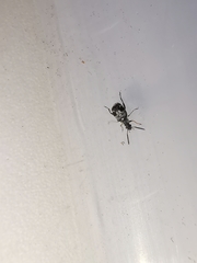 Bruchidius bimaculatus