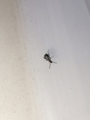 Bruchidius bimaculatus