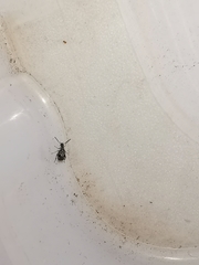 Bruchidius bimaculatus