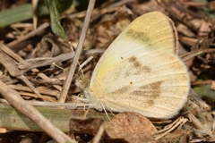 Colotis etrida