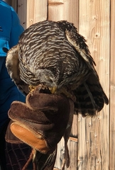 Strix