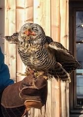 Strix