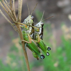 Phaedrotettix