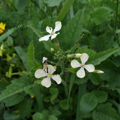 Raphanus raphanistrum raphanistrum