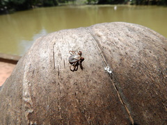 Amblyomma cajennense