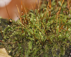 Herzogiella seligeri