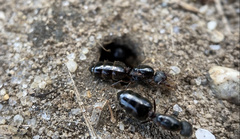Crematogaster lineolata
