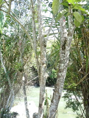 Chrysophyllum argenteum