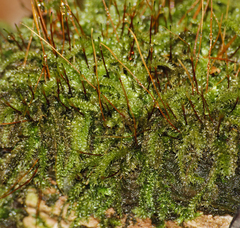 Herzogiella seligeri