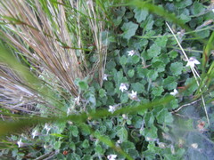 Lobelia ardisiandroides