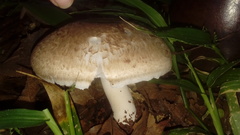 Agaricales