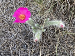 Portulaca eruca