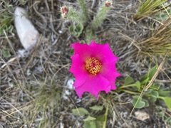 Portulaca eruca