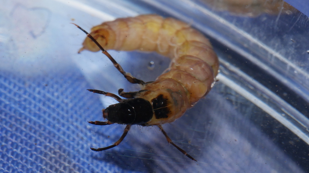 Heteroplectron americanum