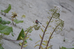 Pyrrhula pyrrhula griseiventris