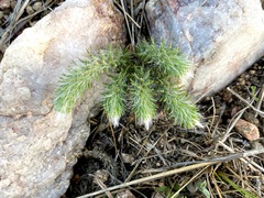 Portulaca eruca