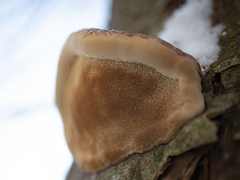 Phellinus alni