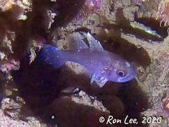 Vincentia conspersa