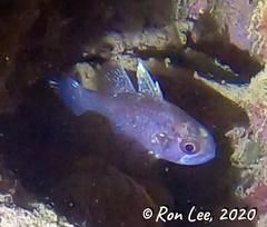 Vincentia conspersa