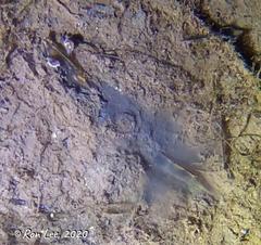 Penaeus latisulcatus