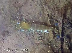 Penaeus latisulcatus