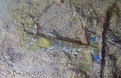 Penaeus latisulcatus