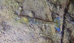 Penaeus latisulcatus