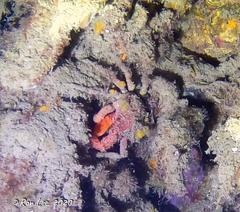 Schizophrys rufescens