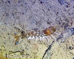 Penaeus latisulcatus