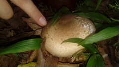 Agaricales