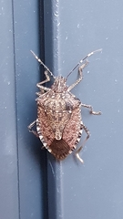 Halyomorpha halys