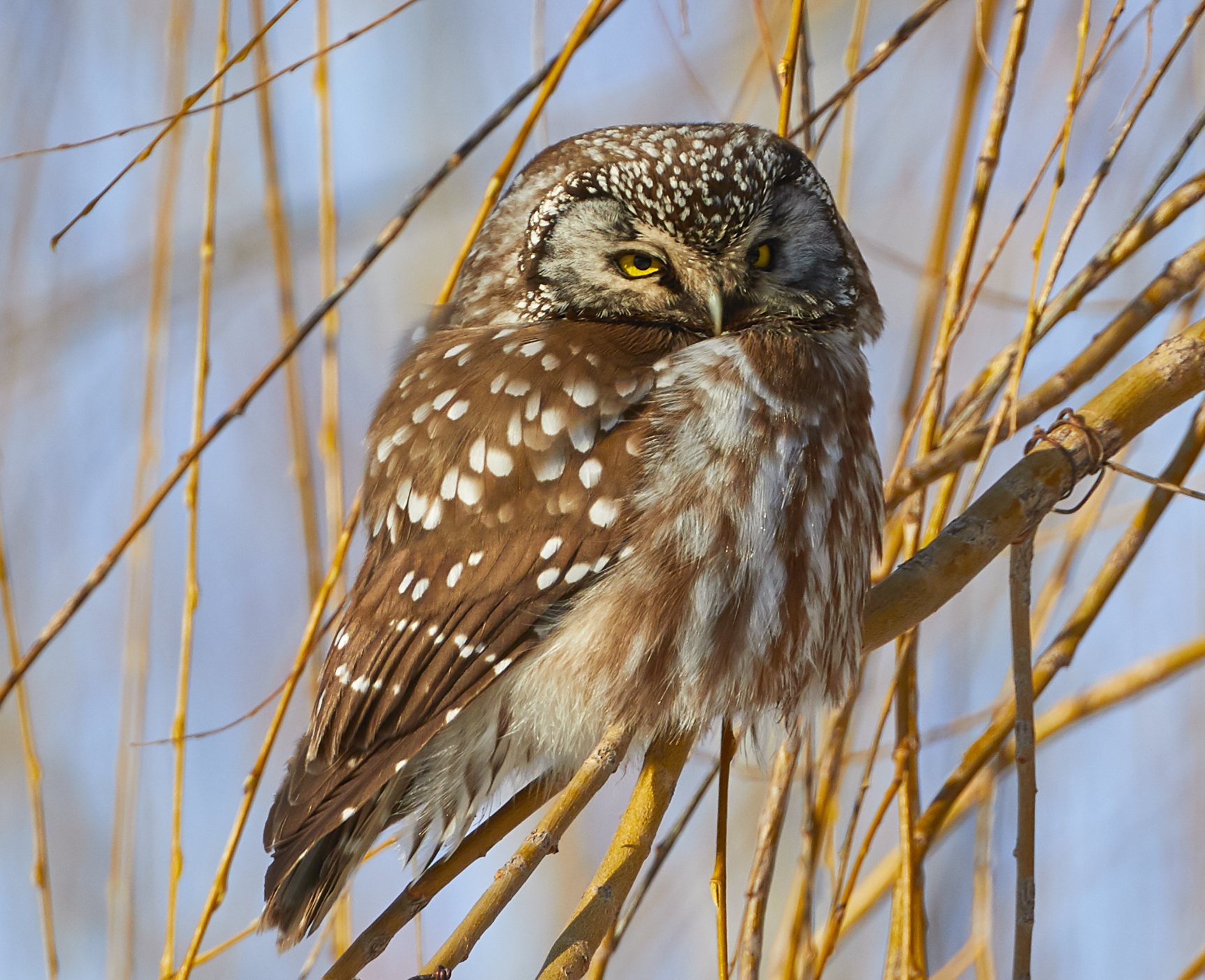 Boreal Owl