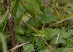 Botrychium crenulatum