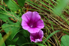 Ipomoea oblongata
