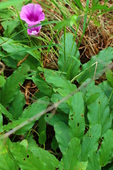 Ipomoea oblongata