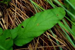 Ipomoea oblongata